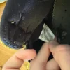 Jordan 1 in need of repair