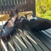 Lackschuh