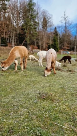 Sohlen aus Alpakawolle